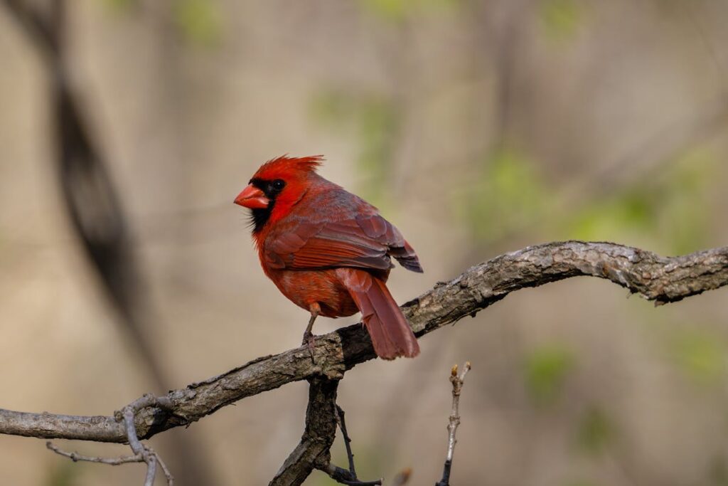 Cardinal Tapping on Your Window