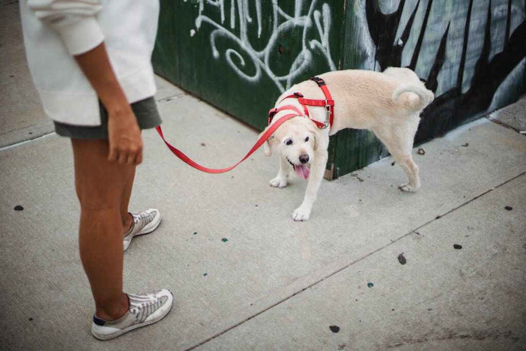 Spiritual Meanings of a Dog Peeing on You