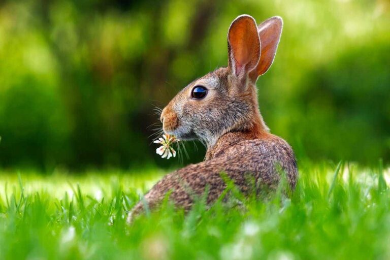 9 Spiritual Meanings of a Bunny Crossing Your Path