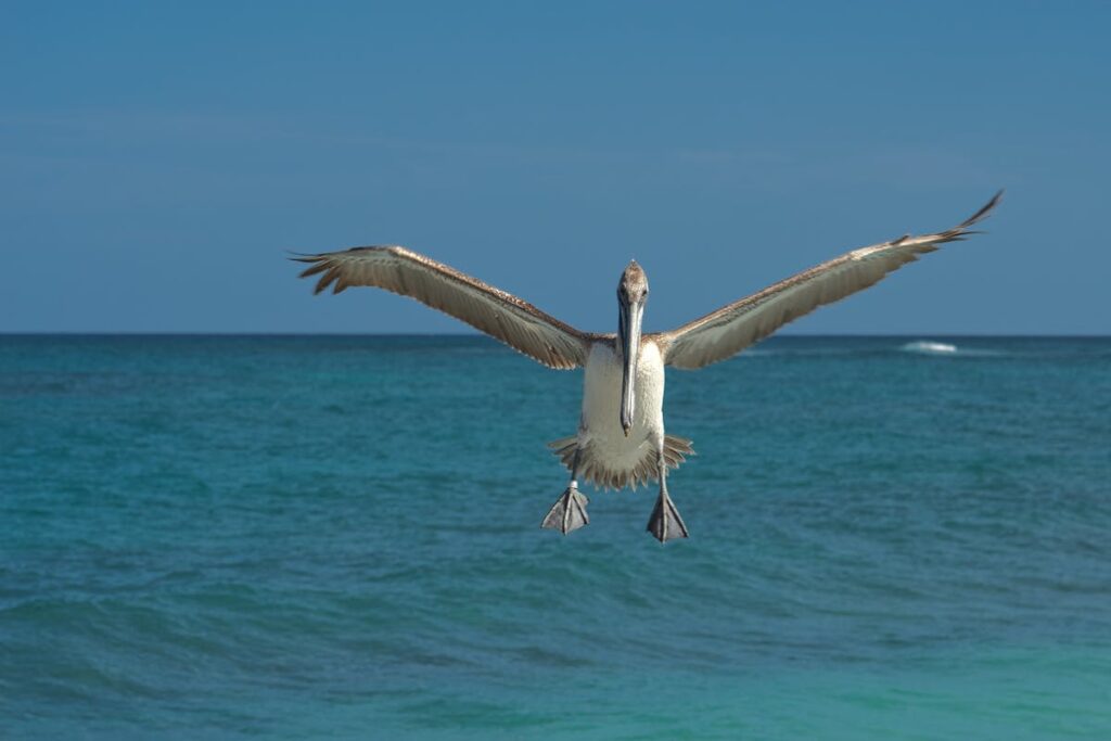 Pelican crossing your path