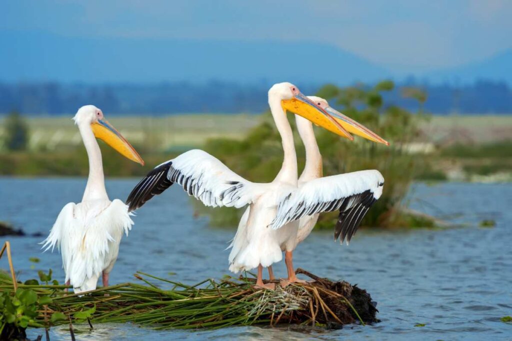 Pelican crossing your path