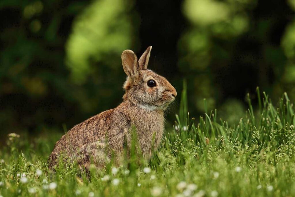 A Bunny Crossing Your Path