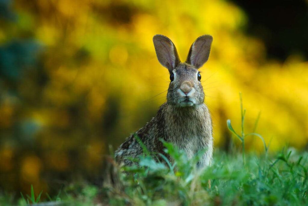 Spiritual Meanings of a Bunny Crossing Your Path