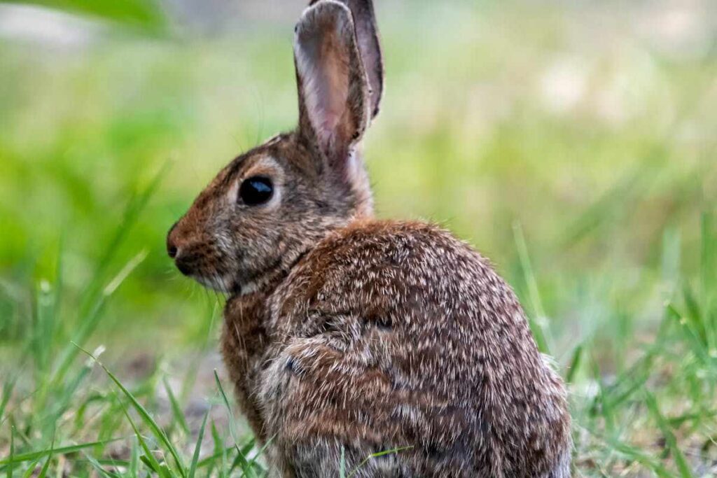 Bunny Crossing Your Path