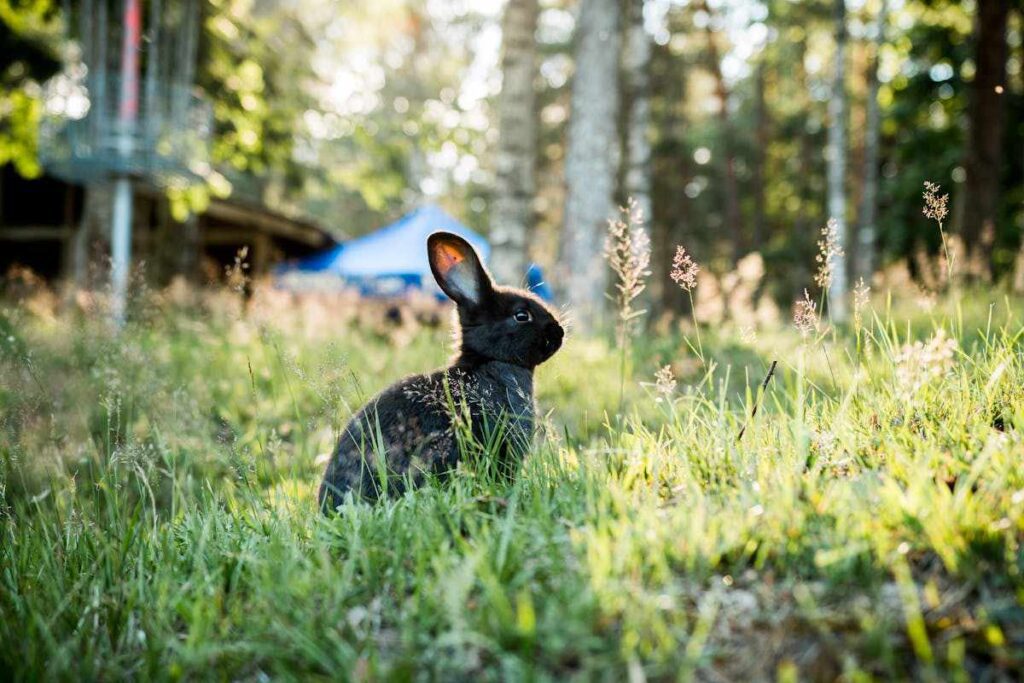 Spiritual Meanings of a Bunny Crossing Your Path