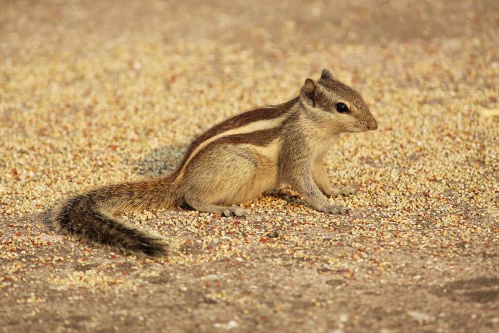 Spiritual Meanings of a Chipmunk Crossing Your Path