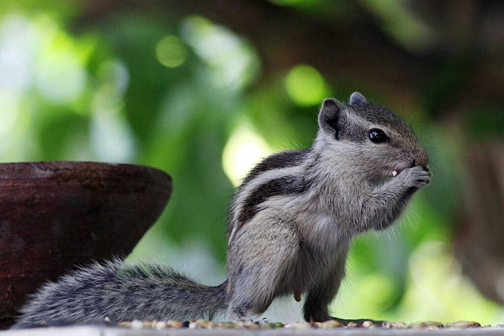 Seeing a Chipmunk Crossing Your Path spiritual meaning