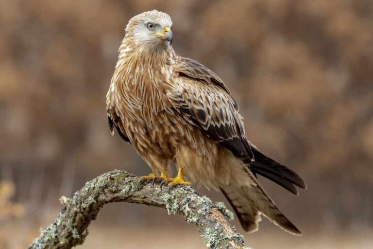 Spiritual Meanings of a Hawk Crossing Your Path