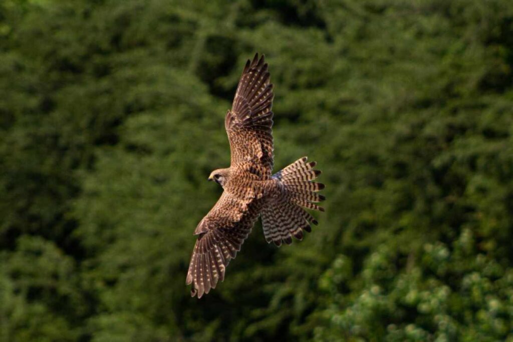 Spiritual Meanings of a Hawk Crossing Your Path