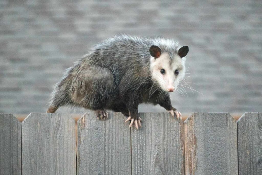 Spiritual Meanings of a Possum Crossing Your Path