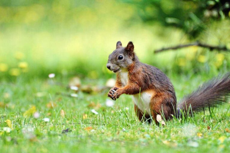 spiritual meanings of a Squirrel Crossing Your Path