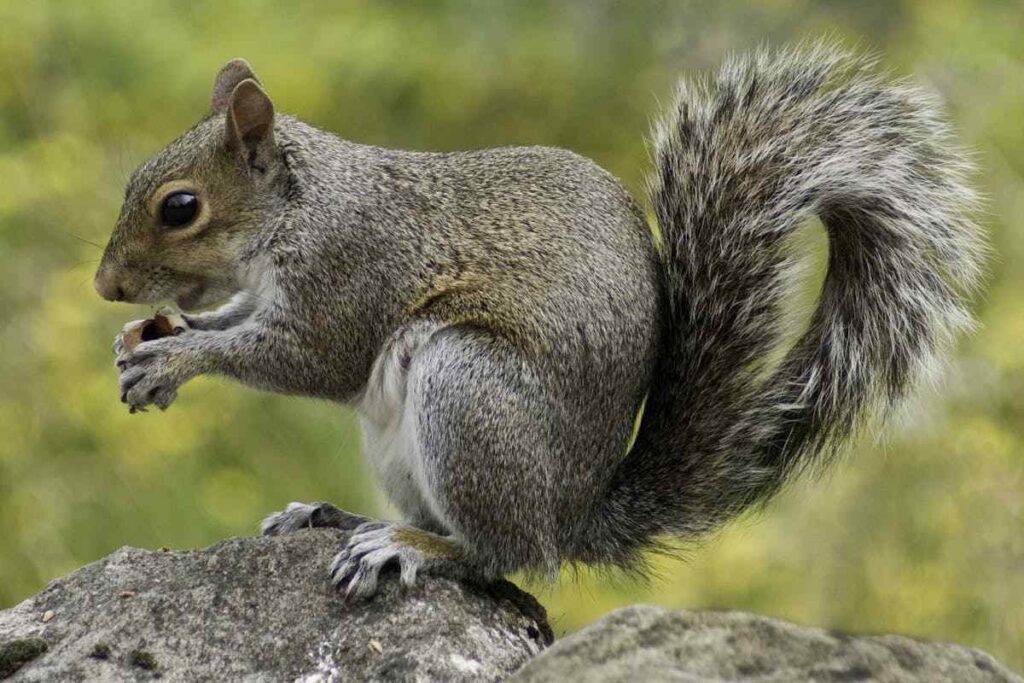 Seeing a Squirrel Crossing Your Path spiritual meanings