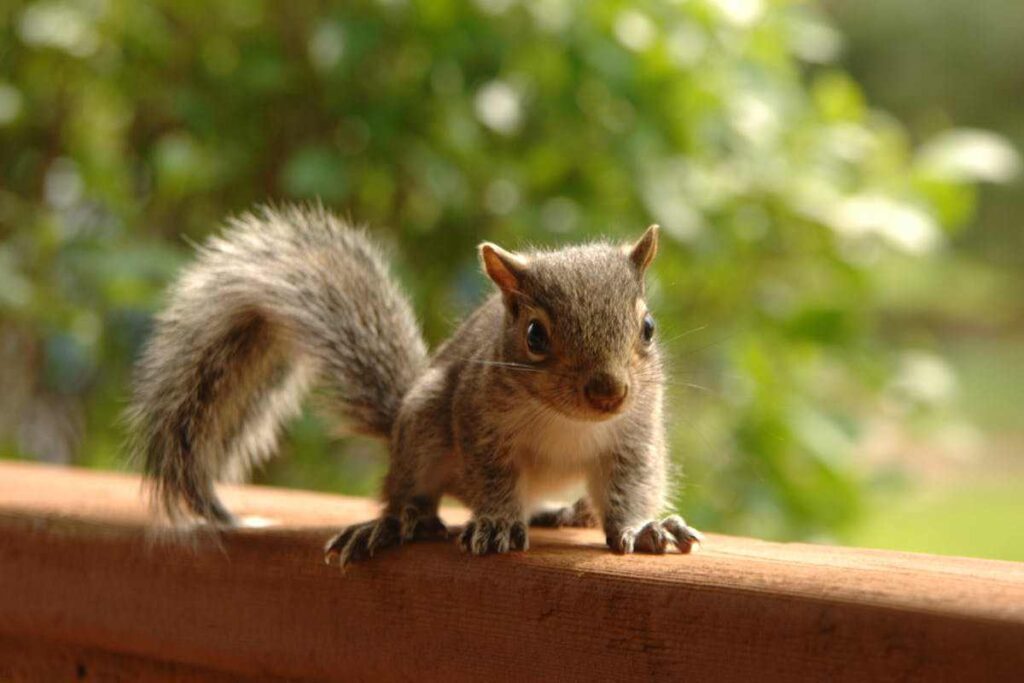 Seeing a Squirrel Crossing Your Path spiritual meanings