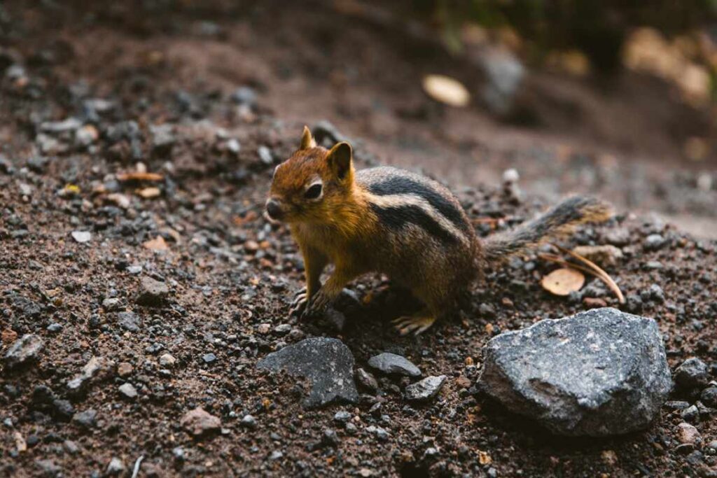 Spiritual Meanings of a Chipmunk Crossing Your Path
