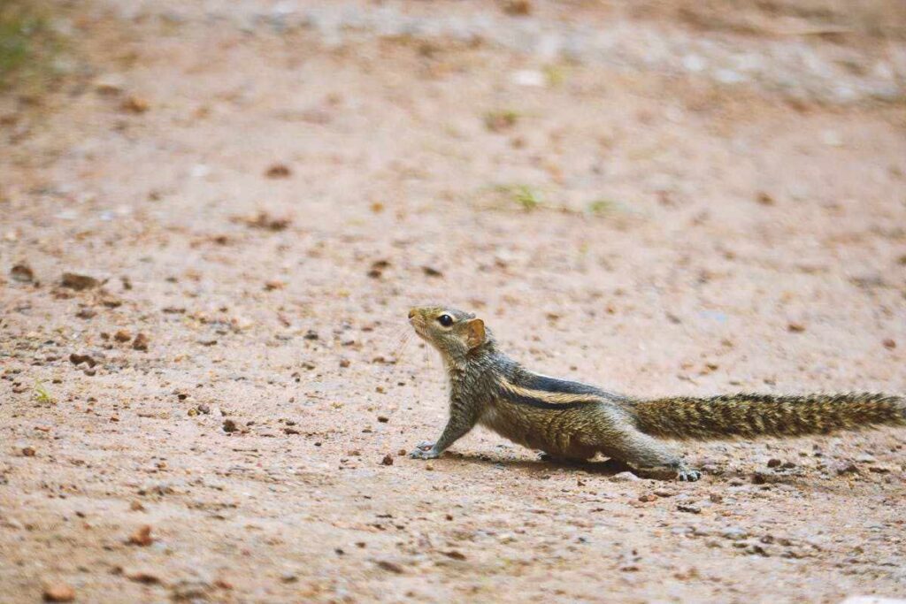 Seeing a Chipmunk Crossing Your Path