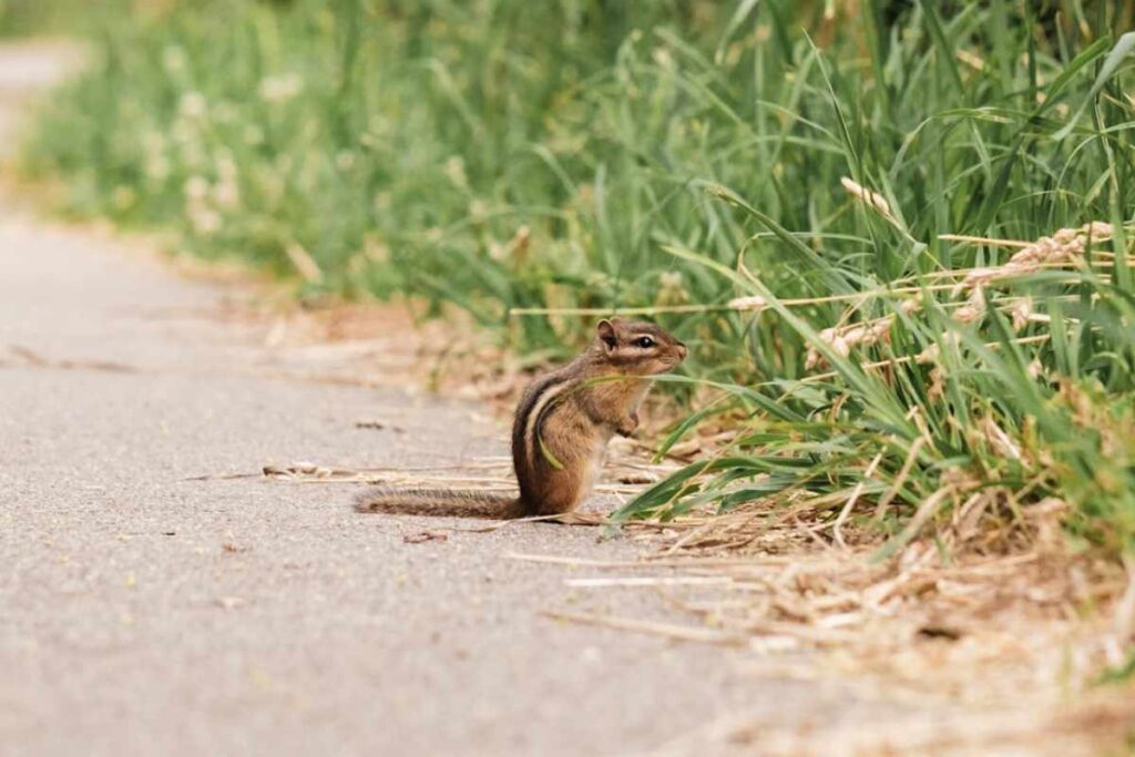 Seeing a Chipmunk Crossing Your Path