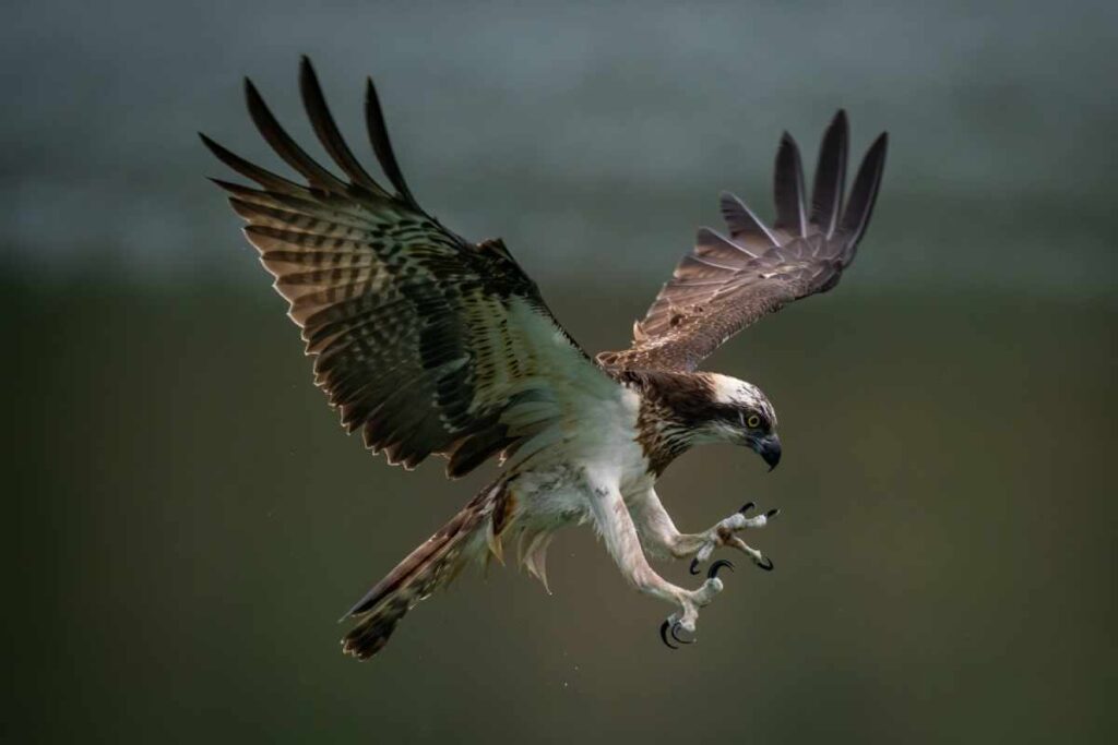 Seeing a Hawk