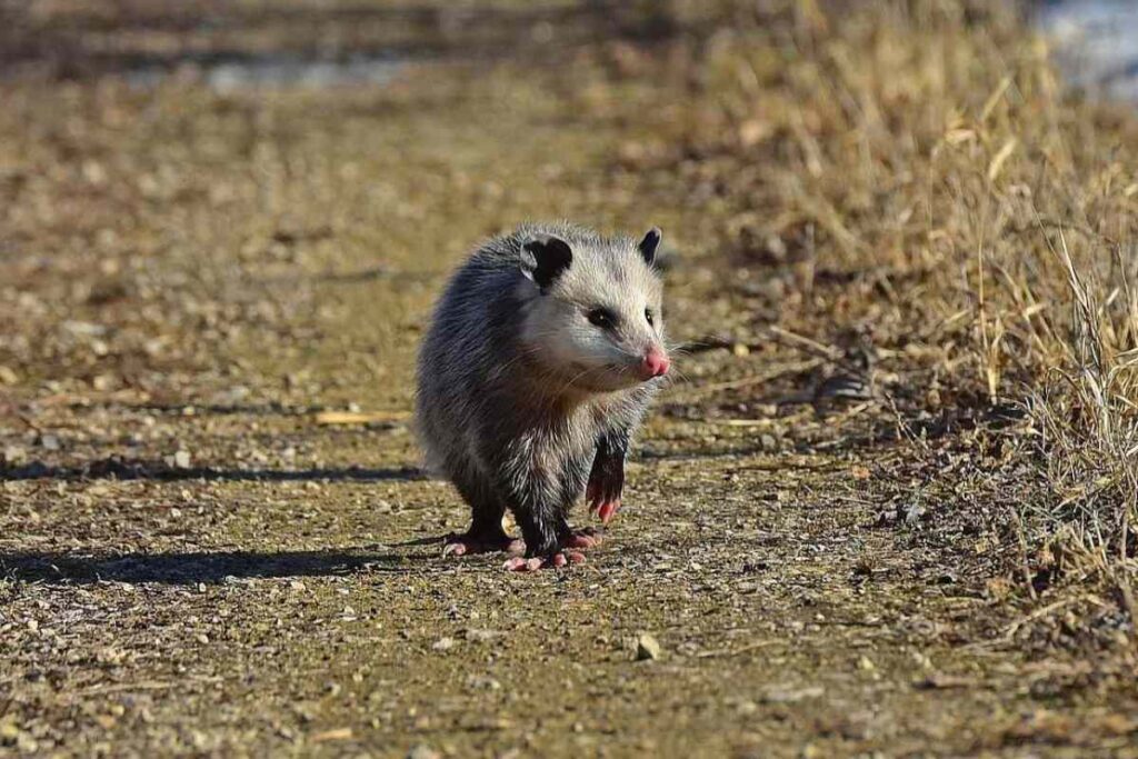Seeing a Possum crossing your path