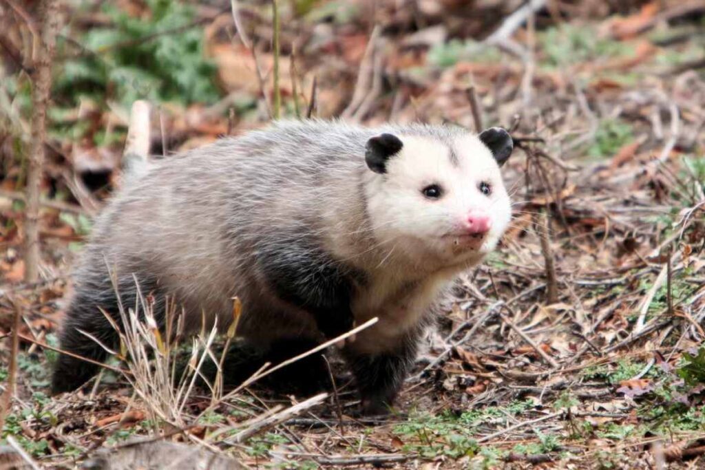 A Possum crossing your path spiritual meanings
