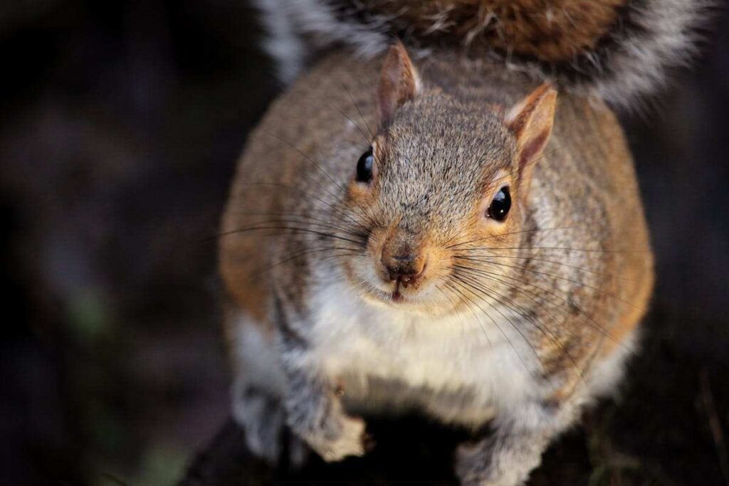 Spiritual Meanings of a Squirrel Crossing Your Path