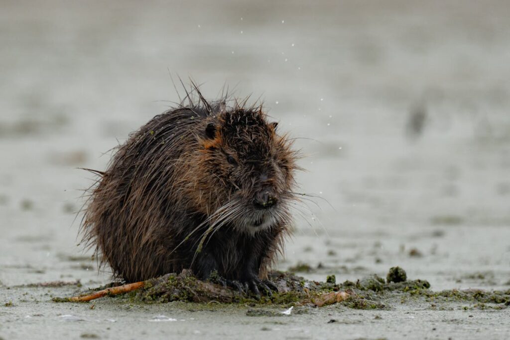 Seeing a Beaver Crossing Your Path spiritual meaning