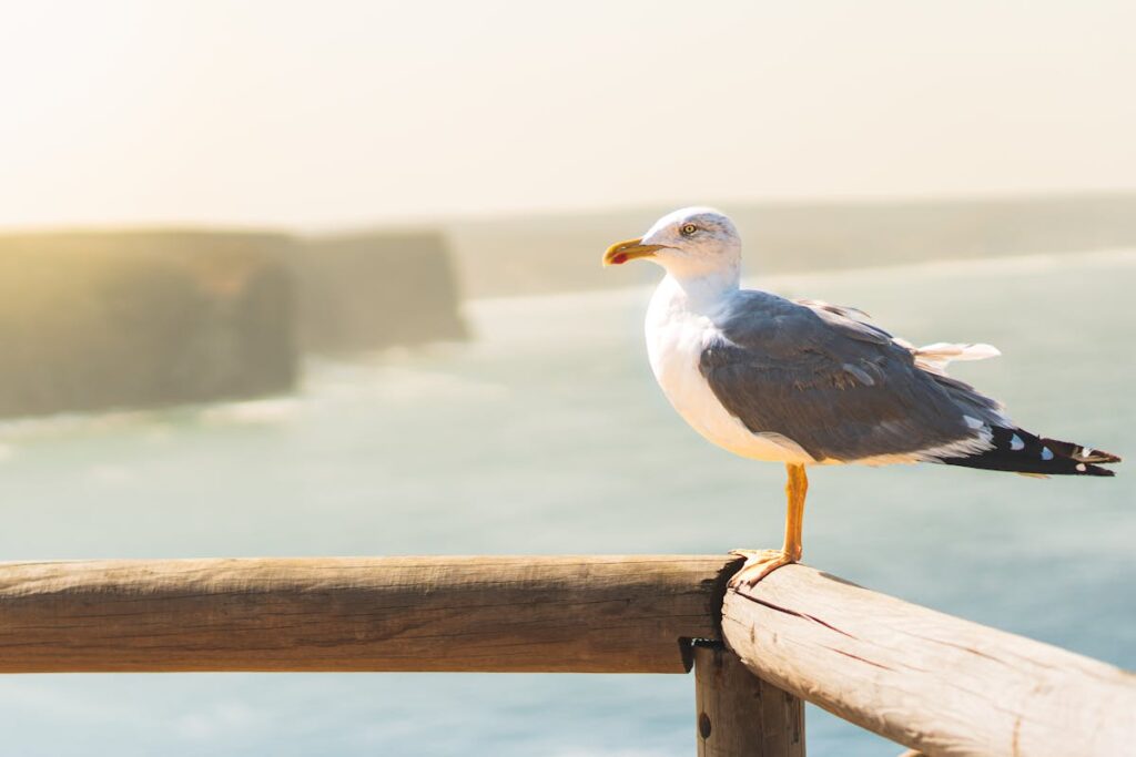 Seeing a Seagull Crossing Your Path spiritual meanings