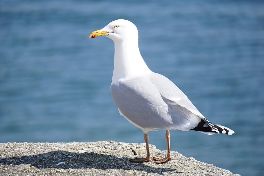 Spiritual Meanings of a Seagull Crossing Your Path