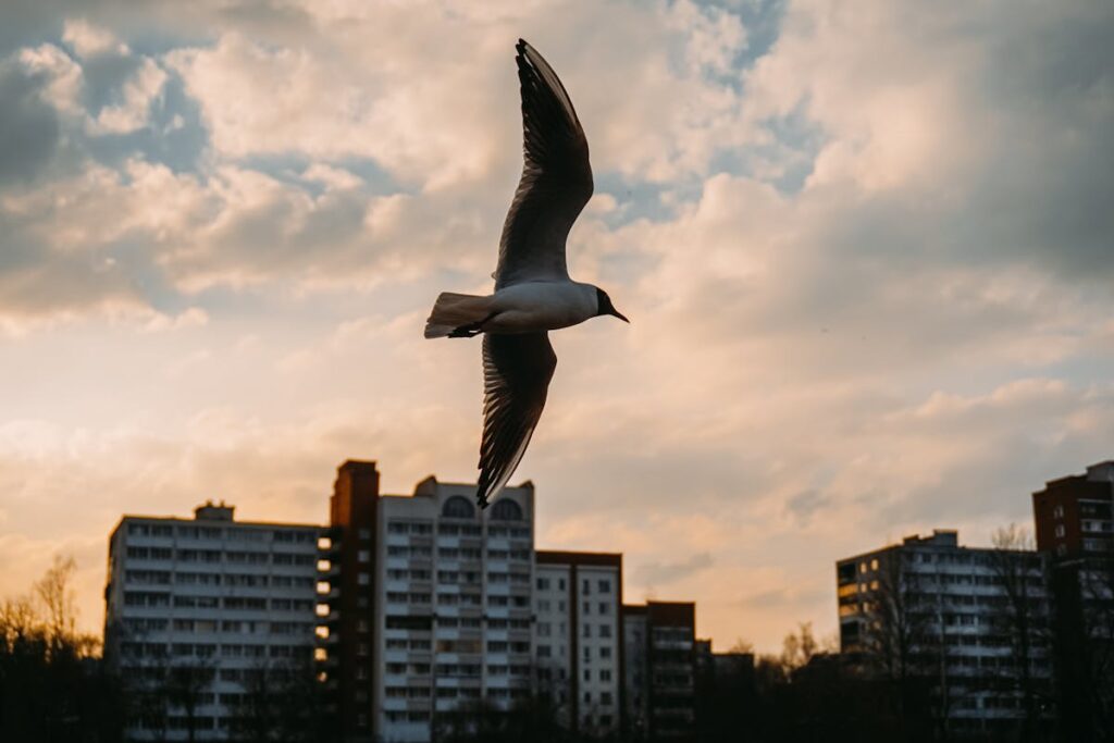 Seeing a Seagull Crossing Your Path