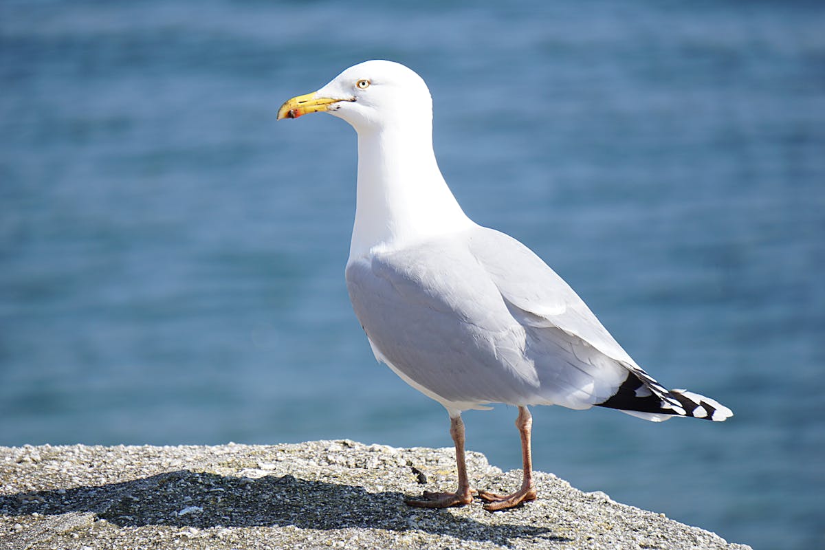 Spiritual Meanings of a Seagull Crossing Your Path