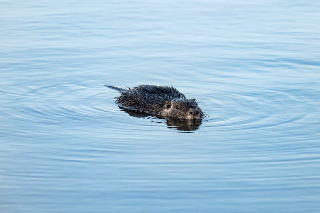 A Beaver Crossing Your Path spiritual meaning