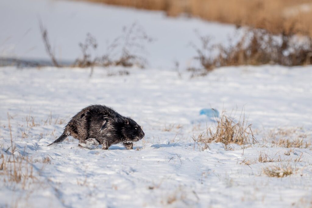 Seeing a Beaver Crossing Your Path