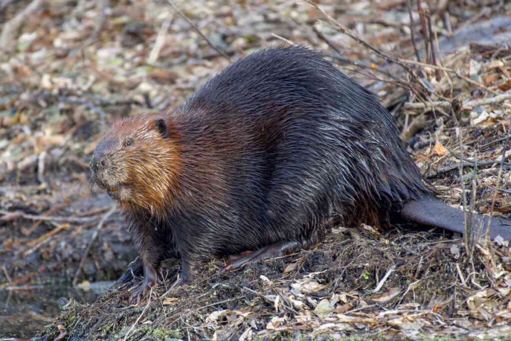 Spiritual Meanings of a Beaver Crossing Your Path