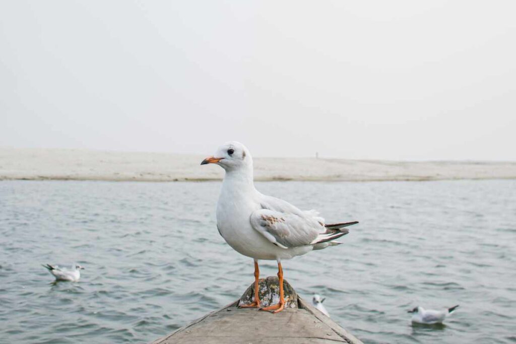 Spiritual Meanings of a Seagull Crossing Your Path