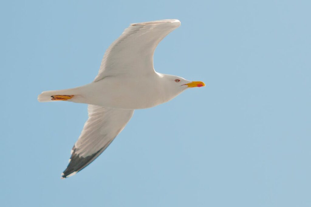 Seeing a Seagull Crossing Your Path