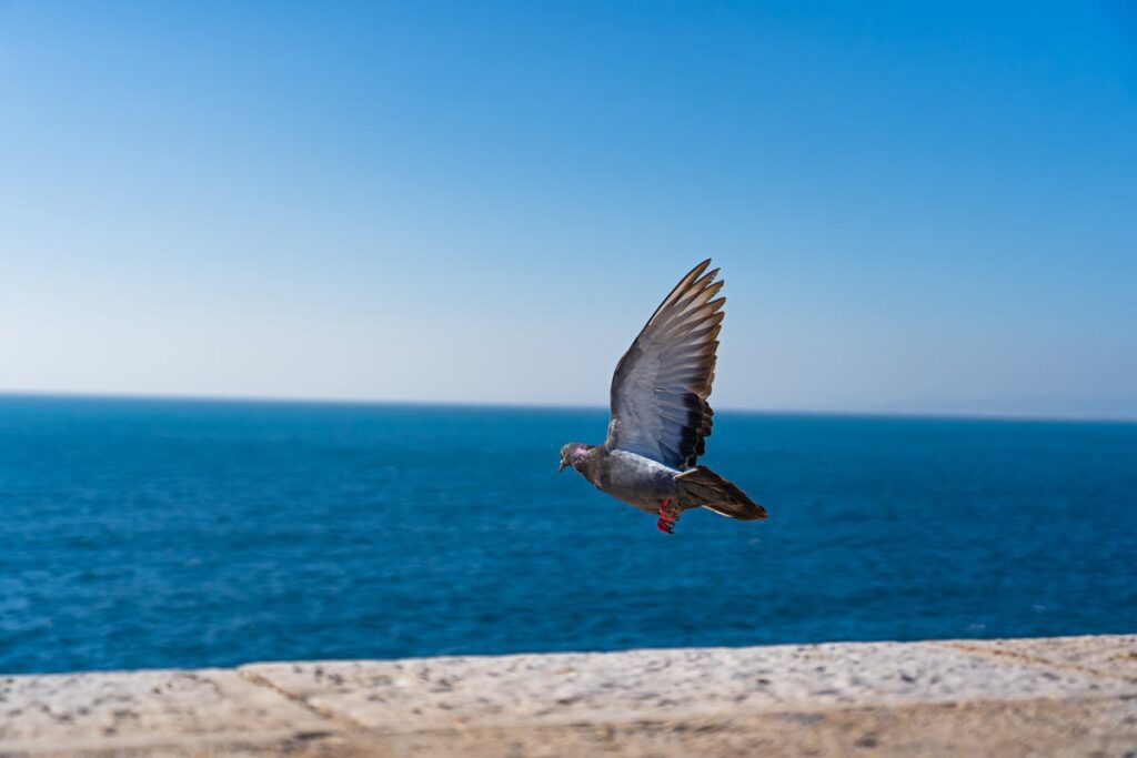 Seeing a Seagull