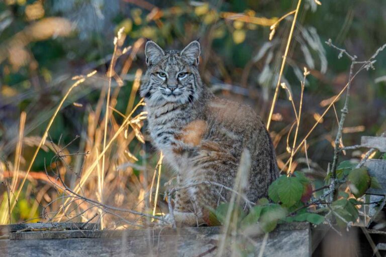 Spiritual Meanings of a Bobcat Crossing Your Path
